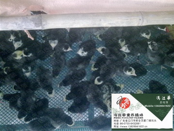 ɽ硢عػ硢տ硢硢