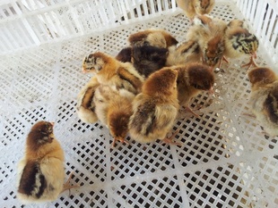 鼦鼦۸鼦飬
