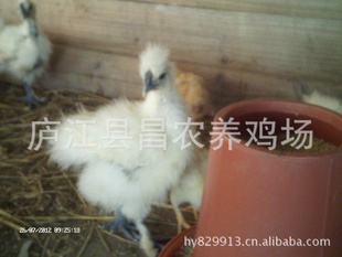乌骨鸡苗,安徽商
