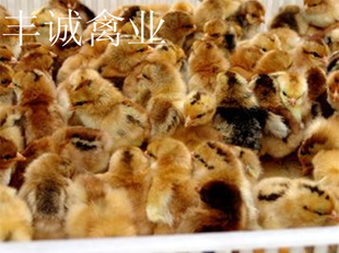 Գ硢ؼ鼦