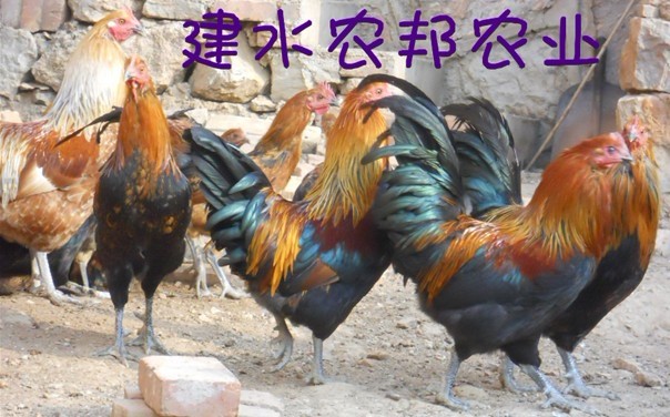 ˼