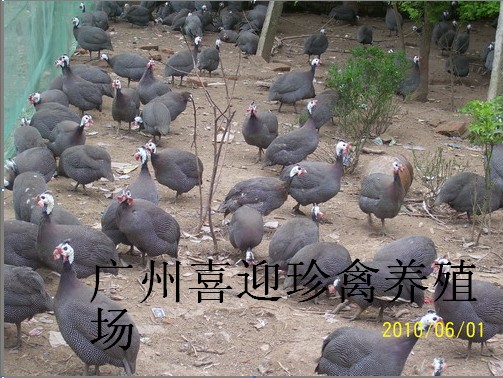 㶫鼦/鼦ֳ/鼦۸