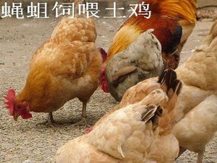 ,ƷʳӼ