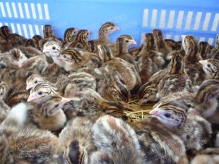 鼦۸񣨷ϣ鼦鼦ֳ