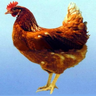 Ʒ,飩꼦(ޣͣ