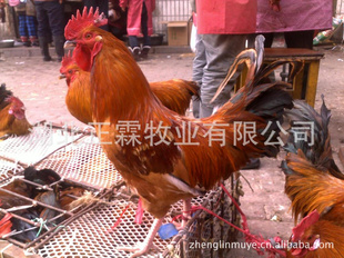 磬βڣ