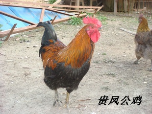 Ｆ弦ĹＦＦ