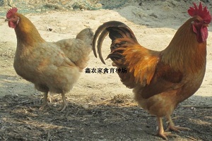 繩Ӧ