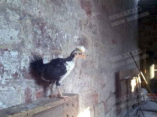 й硢й