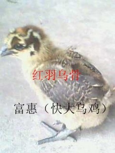 ڼڹǼ