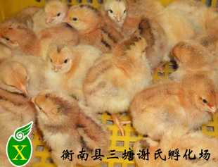 ̴Ƽ翹ǿɻʸ