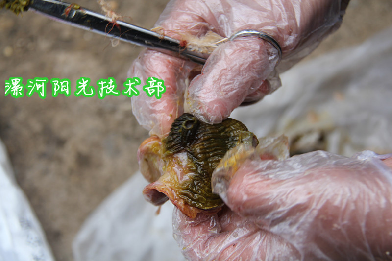 【鸡霉菌毒素的症状治疗鸡霉菌毒素的方法】价