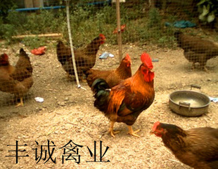 鼦
