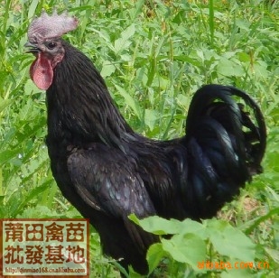 ڼ13905944138