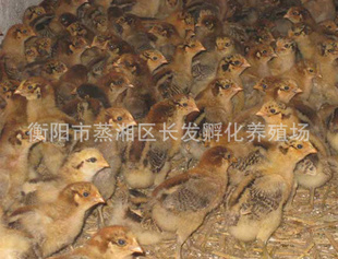 ̳۴鼦鼦鼦