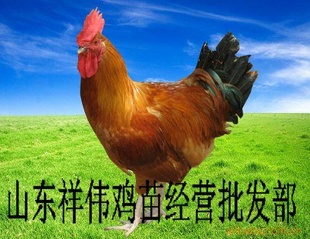 ɽ鼦ۡ