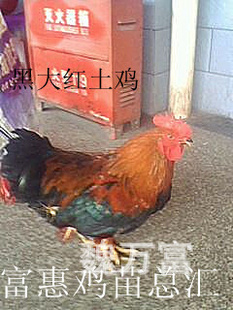 ڴ켦