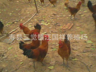 ʼ磬磬磬