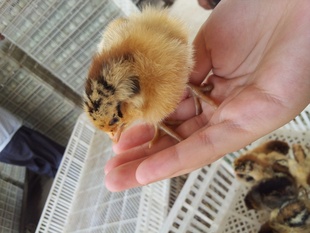 磬۸񣬼飬