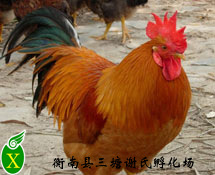 Ʒּ۸ݴƼ