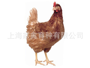 Ʒּ絰绶ӭѡ