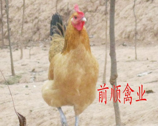 ѡ۷磬ֱ