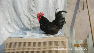 ڼźȼ