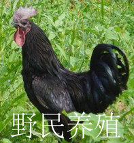 ڼ-ڹǼ-ڼ磬ڼ硣