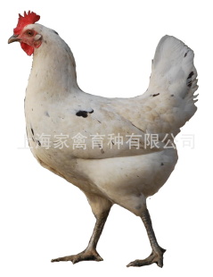 ȹƷ̿ǵ罡ӻӭ