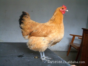 ĸ3.5/ֻⲻŮٽԺ