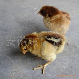 ṩԶ鼦
