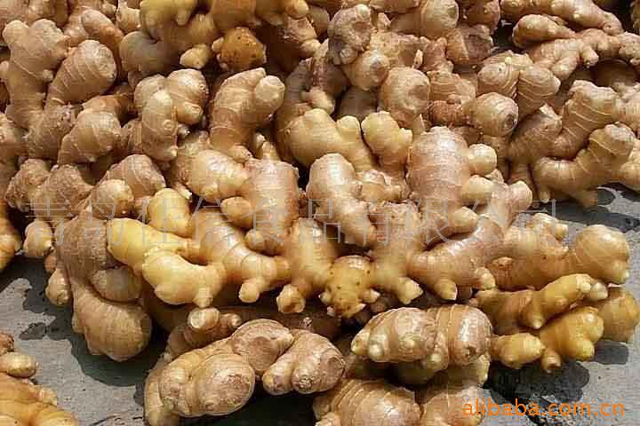 ginger