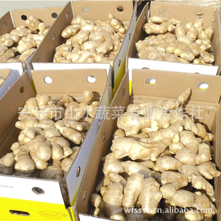 生姜(图)-产品大全-1024商务网