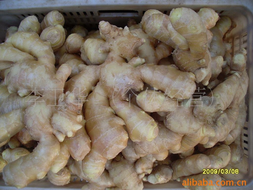 Supplyginger