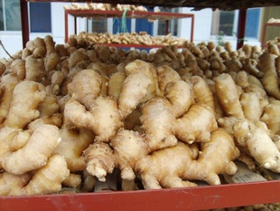 ڼʽʴ󽪣ɽɽginger