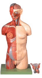 ģDualSexTorso