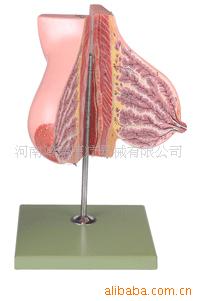 Ů鷿ģ