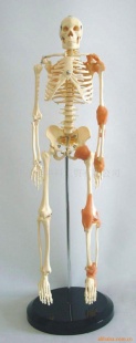 65ؽʹģģͽѧģͽ̾