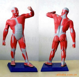 ģͽѧģҽѧģ50ָ߽ʽ弡ģ