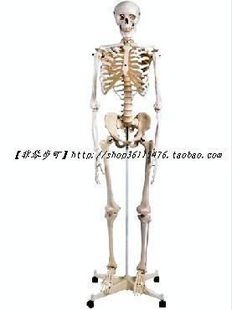 Ůģ170CMҽѧѧģ
