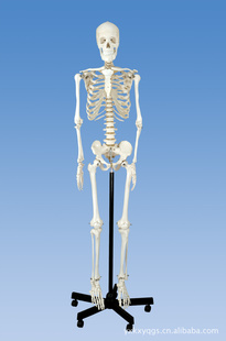 ҽѧѧģģ170CM