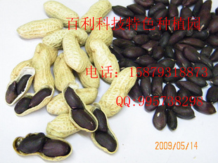 ڻֲ——Ʒڻ