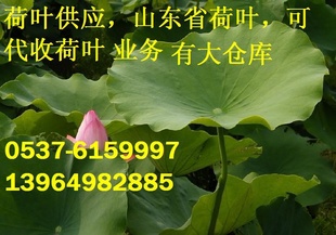 Ҷ̨غҶֽװҶͻҪĺҶ