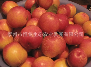 Ӫḻӭɹ