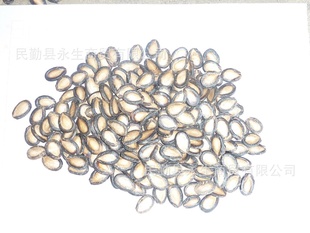ѡڹѣ11cm,۸