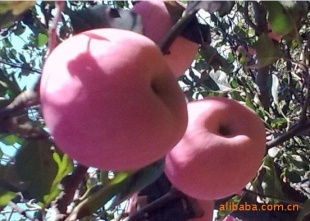 츻ʿƻѰ2010ƻ飬