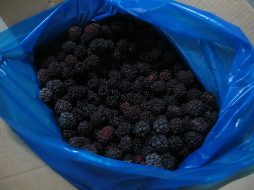 ٶݮ