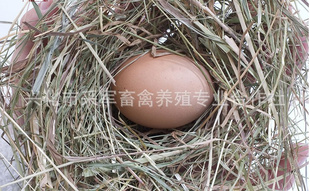 ɢݼʳƷӭѡ