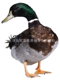 ҴƷʻѼӭѡֱ