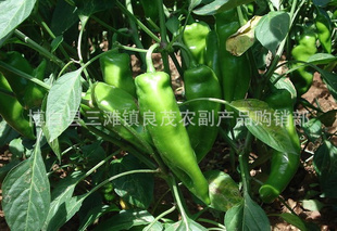 ཷԼ̸ֲཷͼ